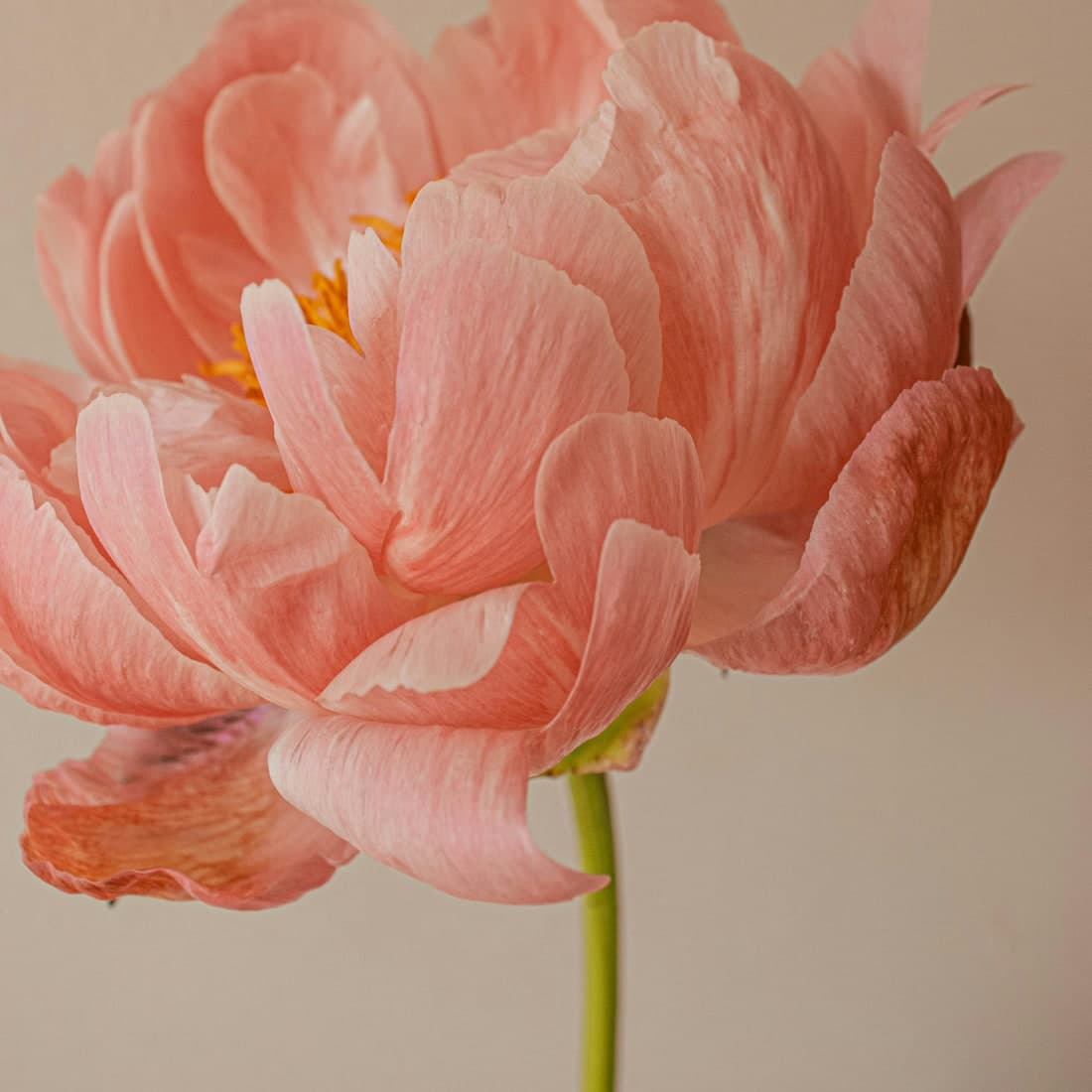A coral peony in close-up
