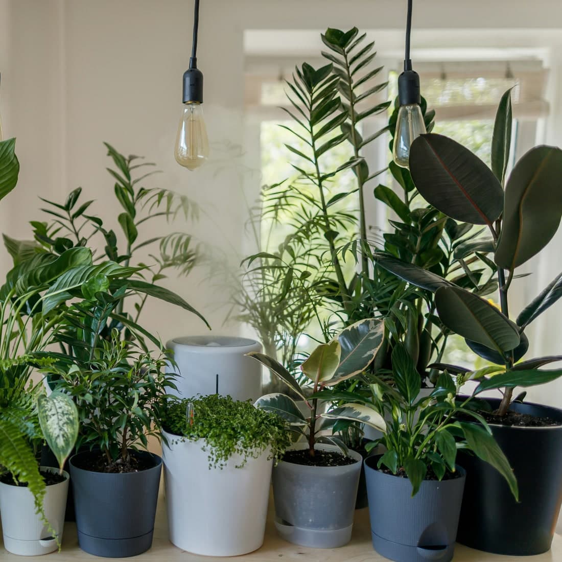 A shelf of potted houseplants