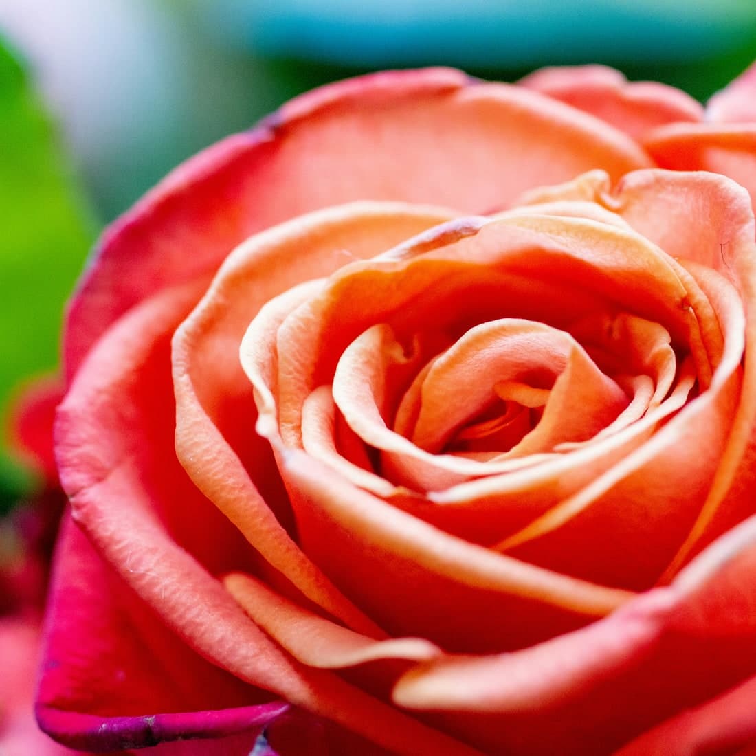 A coral rose in close-up