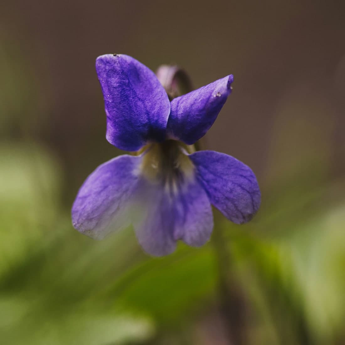 A violet in close-up