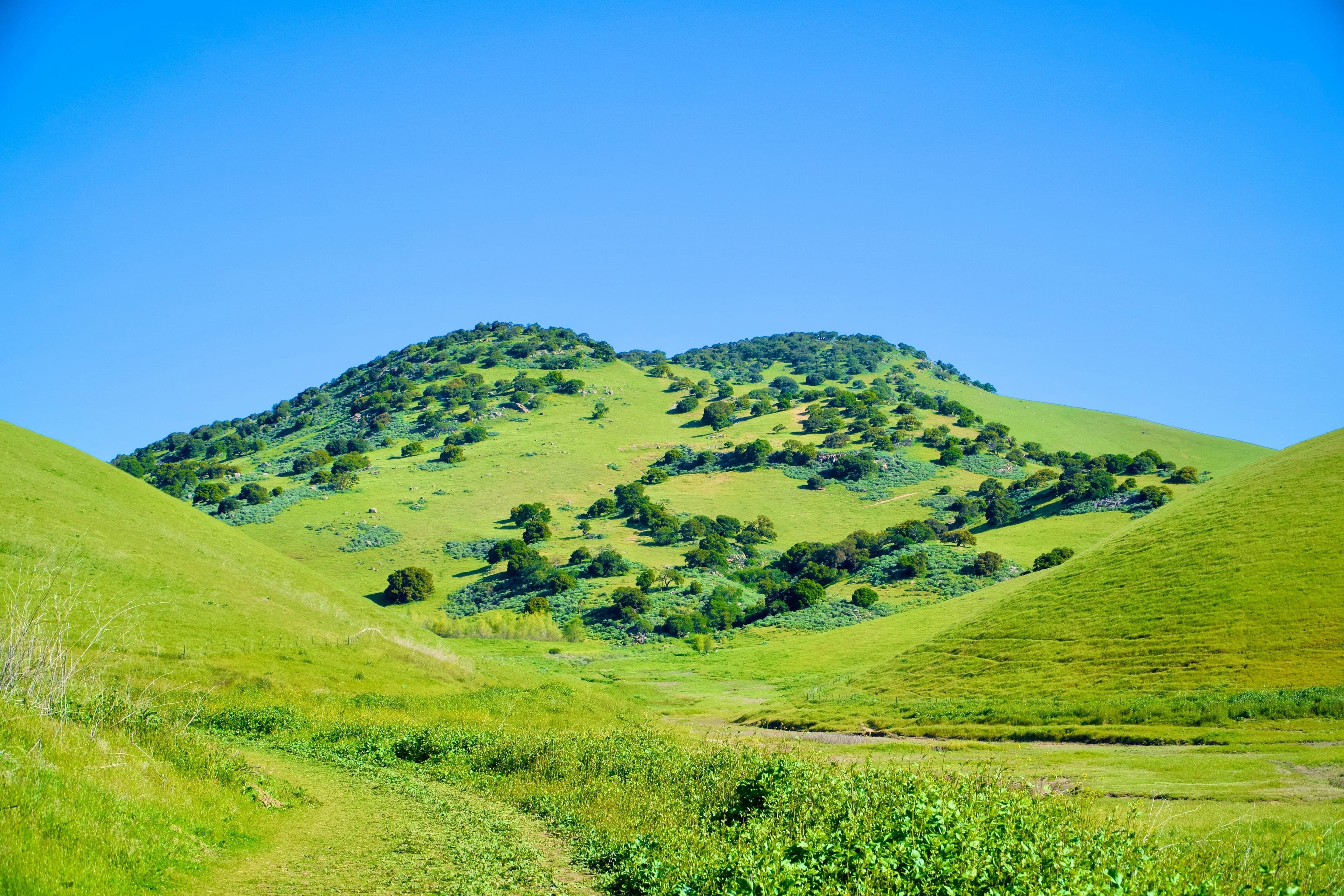 Oak-dotted hills under a clear blue sky