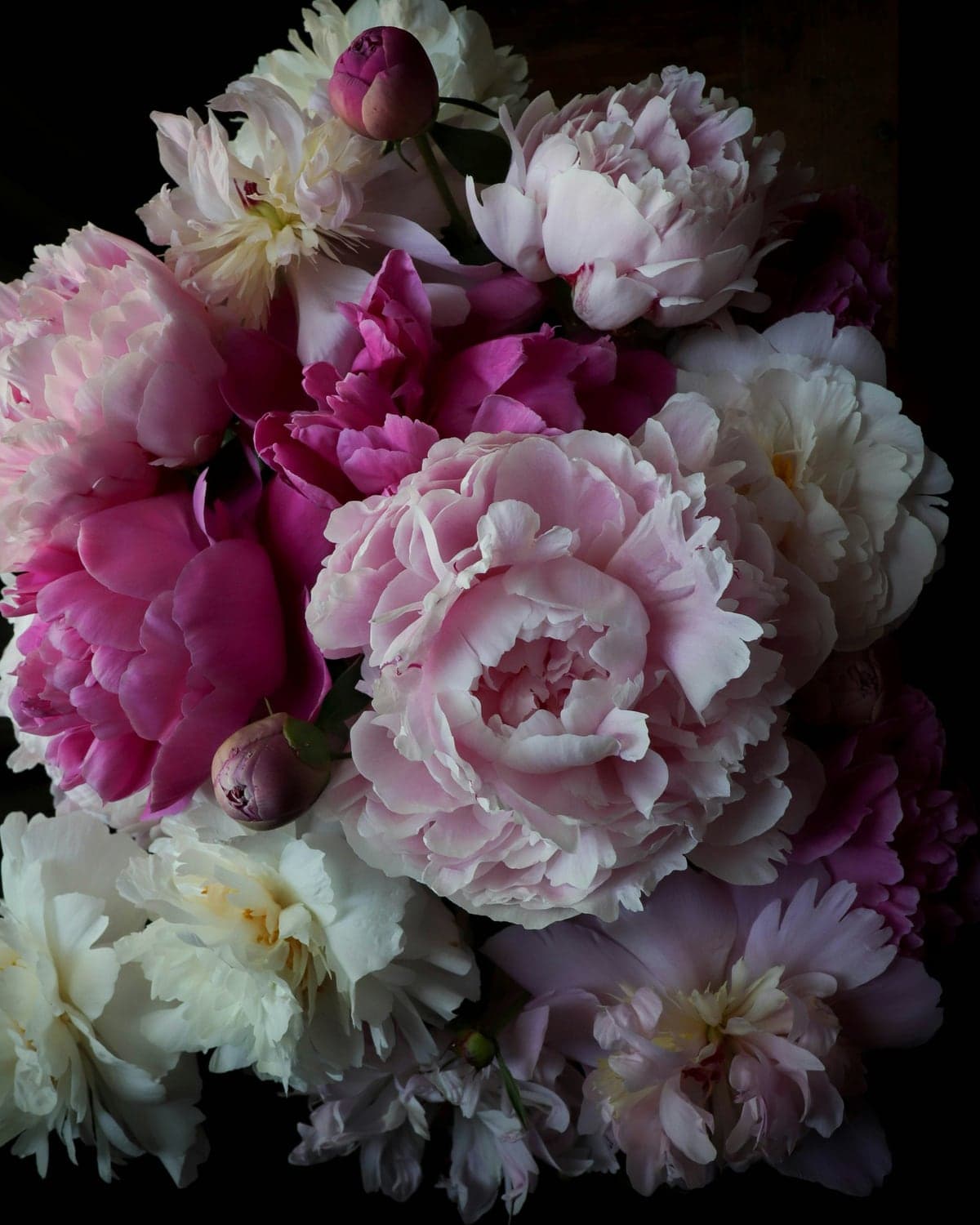 Pink and white peonies photographed against a dark background