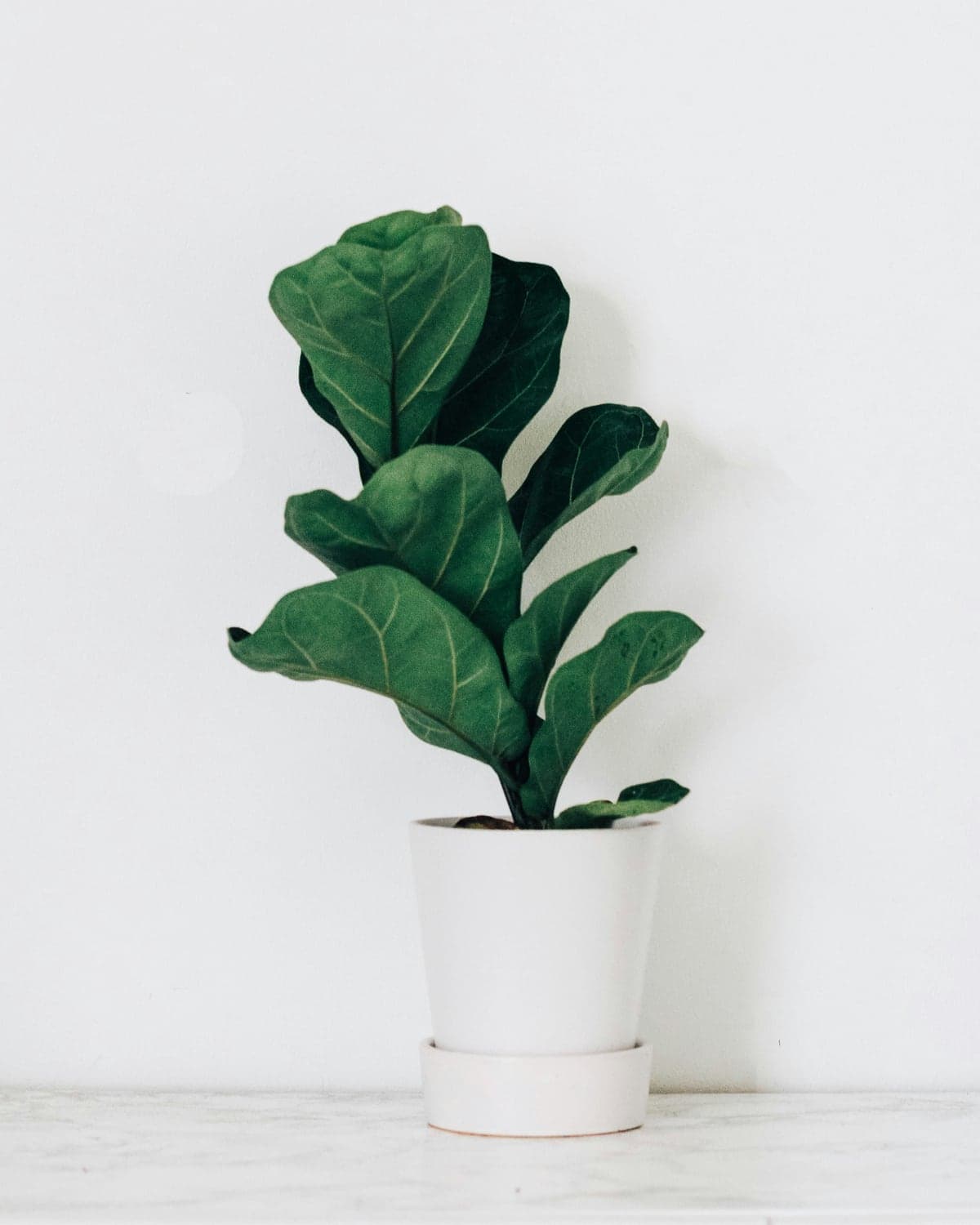 A young fiddle leaf fig in a white ceramic pot