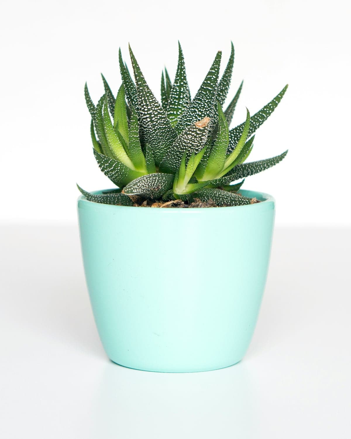 A striped haworthia succulent in a pale green pot