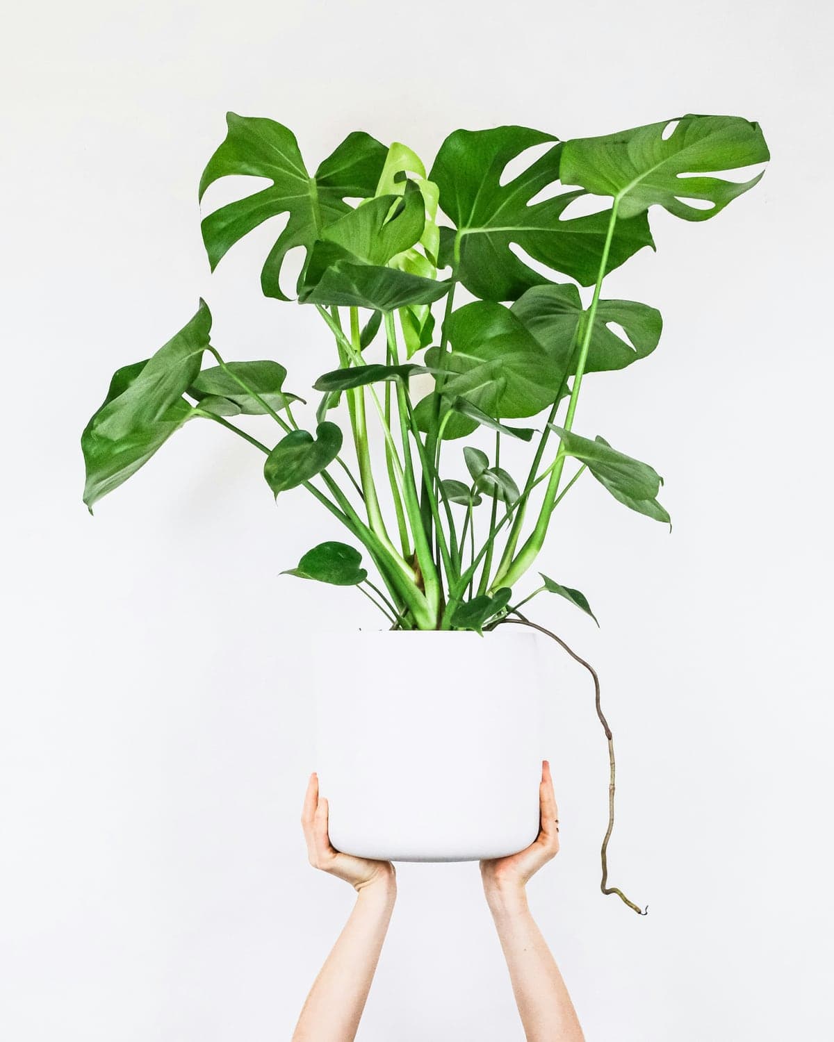A monstera deliciosa in a white pot held up by two hands