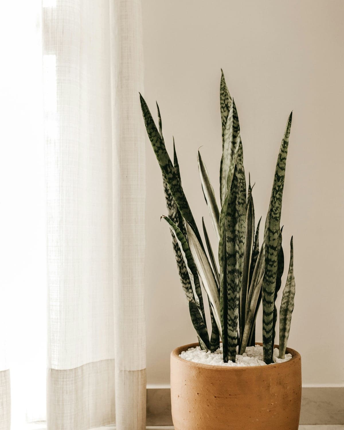 A tall snake plant in a terracotta pot beside a linen curtain