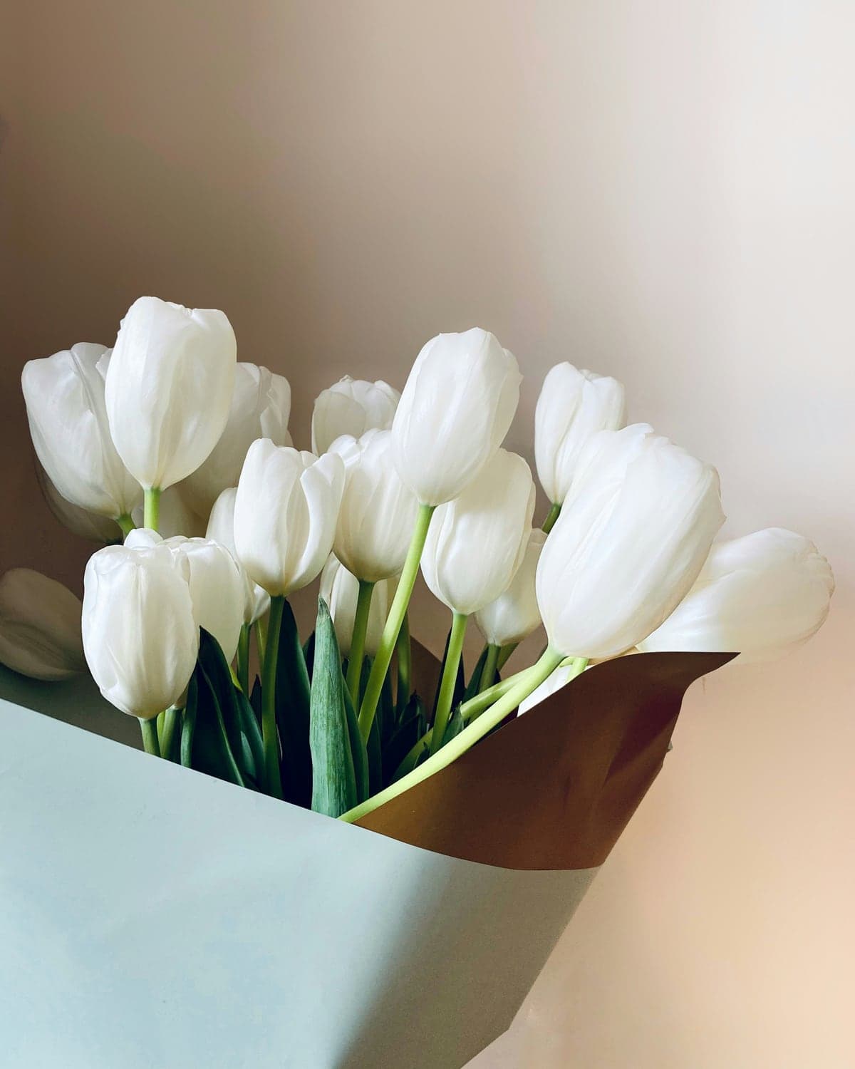 White tulips wrapped in pale blue paper